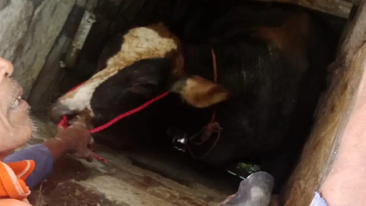 EVAKUASI: Tim Damkar Kabupaten Probolinggo dan warga sekitar mengevakuasi sapi limousin yang terperosok ke sumur, di Desa Pohsangit Leres, Kabupaten Probolinggo, Rabu (29/4). (DAMKAR KABUPATEN PROBOLINGGO FOR JAWA POS RADAR BROMO)