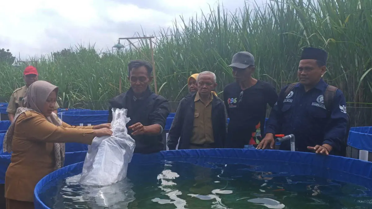 MENGHASILKAN: Budi daya lele yang dikembangkan oleh BUMDes di Desa Watestani sejak November lalu dan Mei nanti akan mulai panen. (Foto: Pemdes Watestani for Jawa Pos Radar Bromo)
