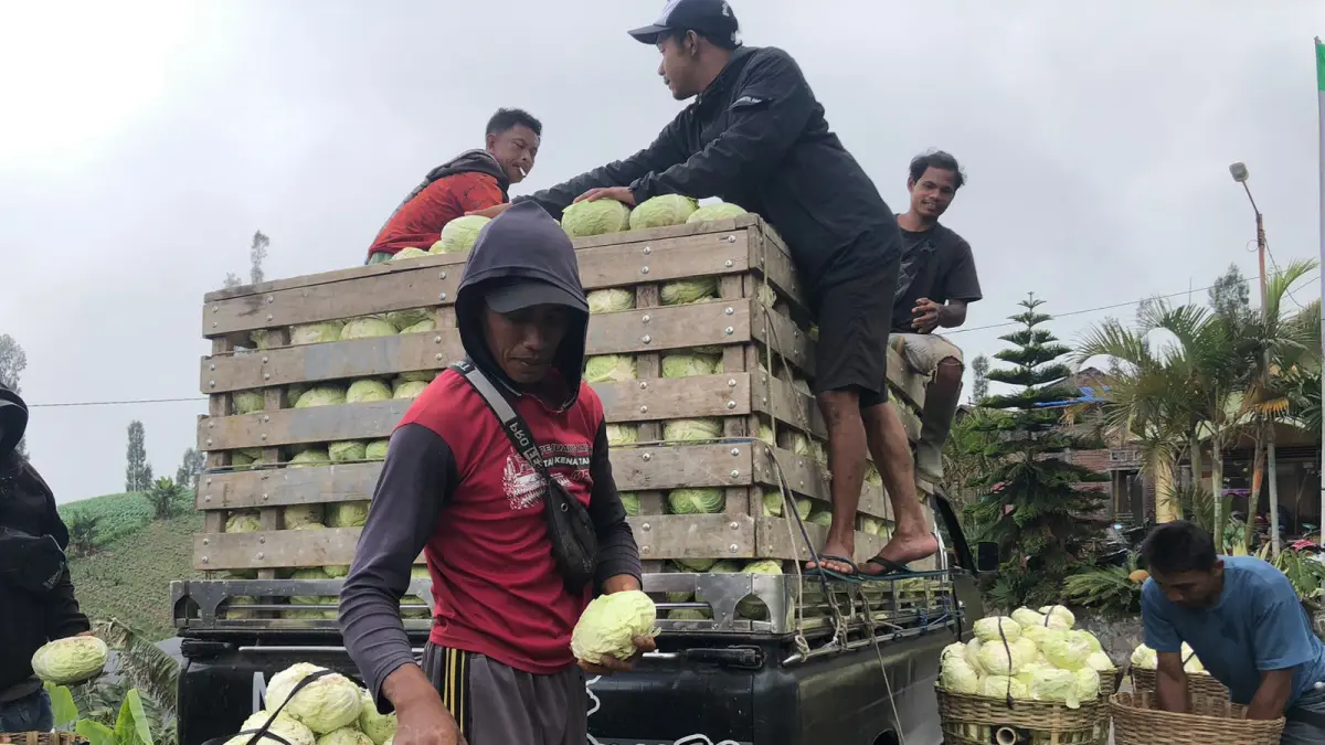 PANEN: Sejumlah warga panen kubis yang menjadi komoditas unggulan Desa Ngadirejo, Kecamatan Sukapura. INNEKE AGUSTIN/Jawa Pos Radar Bromo