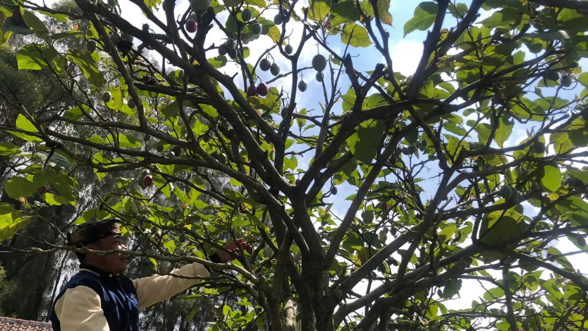 POTENSI: Kepala Desa Jetak, Ngantoro saat memetik buah terong Belanda yang dapat diolah menjadi sirup dan selai khas Desa Jetak, Kecamatan Sukapura, Kabupaten Probolinggo. (Foto: Inneke Agustin/Jawa Pos Radar Bromo)