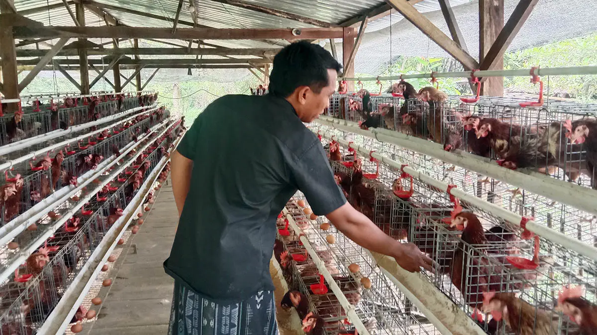 TINGKATKAN PAD: Salah satu staf Desa Randuati, saat menunjukkan peternakan ayam petelur sebagai aset desa yang ditujukan meningkatkan PAD. (Inayah Putri Maharani/Radar Bromo)