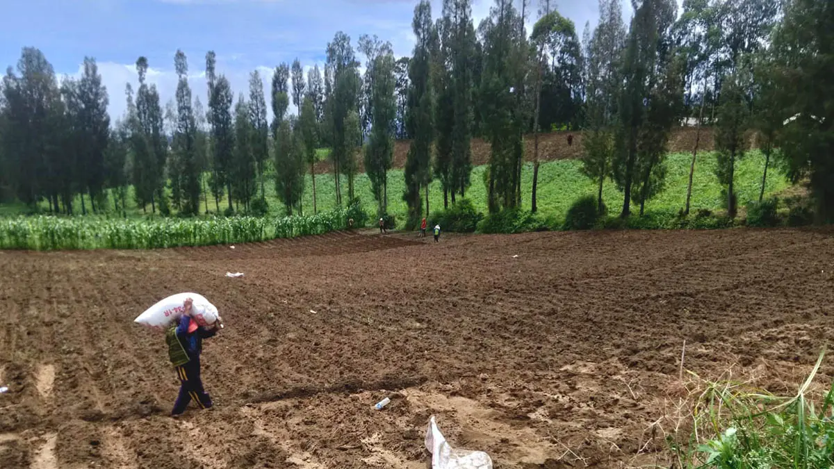 PERKEBUNAN: Seorang warga Desa Sariwani bersiap menanam kentang di kebun miliknya. Ketahanan pangan perkebunan kentang menjadi sasaran Pemerintah Desa Sariwani. : (Foto: Achmad Arianto/Jawa Pos Radar Bromo)