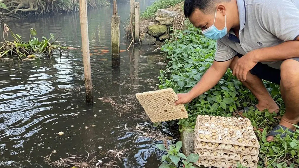 DIBUANG: Mahrus, salah satu peternak burung puyuh yang memilih untuk membuang telur-telur produksi ternaknya, lantaran tak terserap pasar. (Muhamad Busthomi/Radar Bromo)
