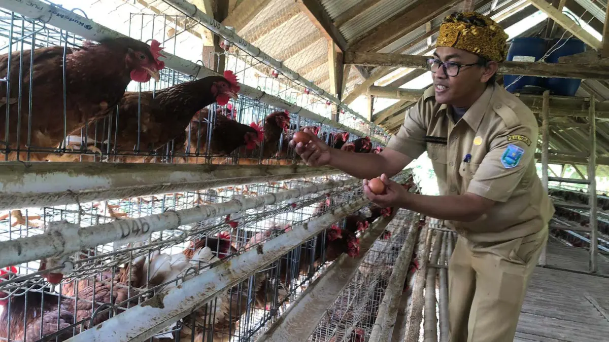 POTENSI: Sekretaris Desa Sapikerep Hendro Purnomo memanen telur dari kandang ayam Program Ketahanan Pangan Desa Sapikerep, Senin (11/5). (INNEKE AGUSTIN/JAWA POS RADAR BROMO)