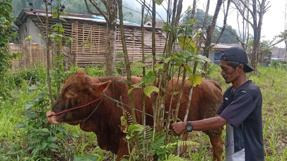 PRODUKTIF: Salah satu sapi hasil penggemukan dalam Program Ketahanan Pangan Pemerintah Desa Sukapura.