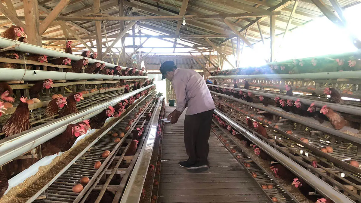 PRODUKTIF: Staf Desa Ngepung, Niwarto memanen telur ayam yang menjadi program ketahanan pangan. (Foto: Inneke Agustin/Jawa Pos Radar Bromo)