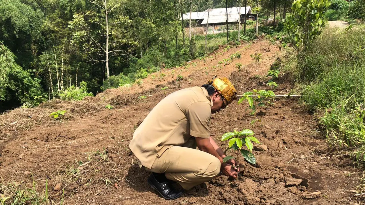 TUMBUH: Sekretaris Desa Sapikerep Hendro Purnomo mengecek tanaman kopi di ladang Desa Sapikerep, Senin (11/5).