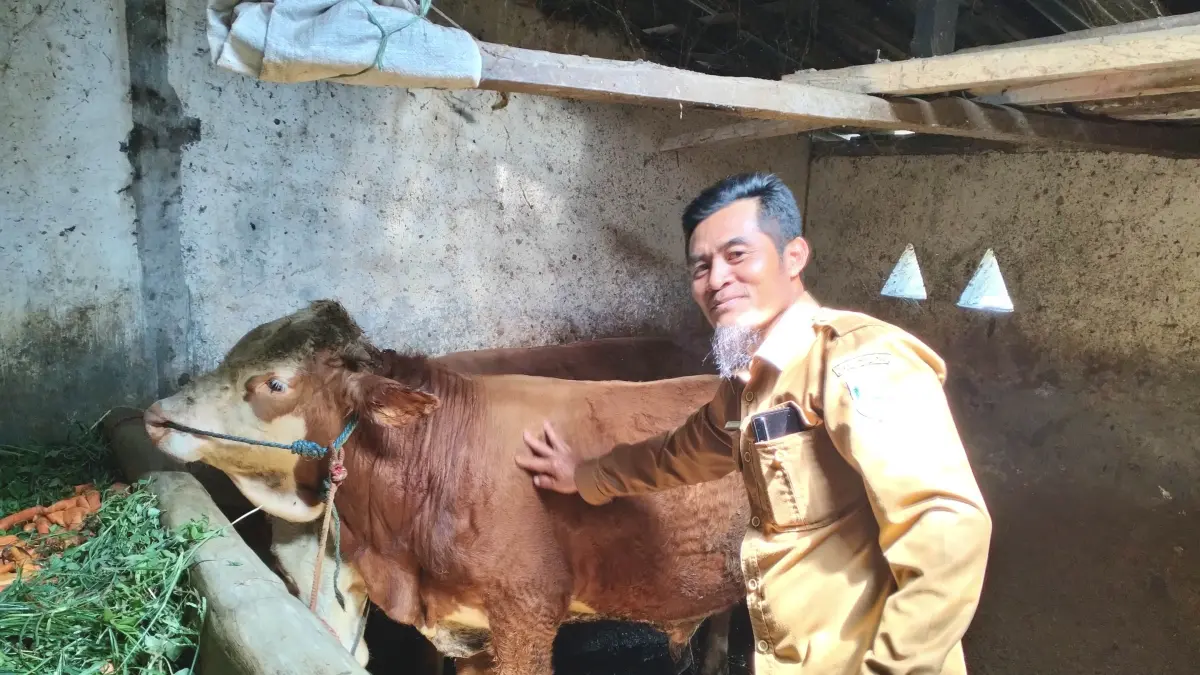 GEMUK: Kasi Pemerintahan Desa Kedasih Joko Subagiyo mengecek sapi yang digemukkan dalam kandang di Dusun Bobor. (Foto: Achmad Arianto/Jawa Pos Radar Bromo)
