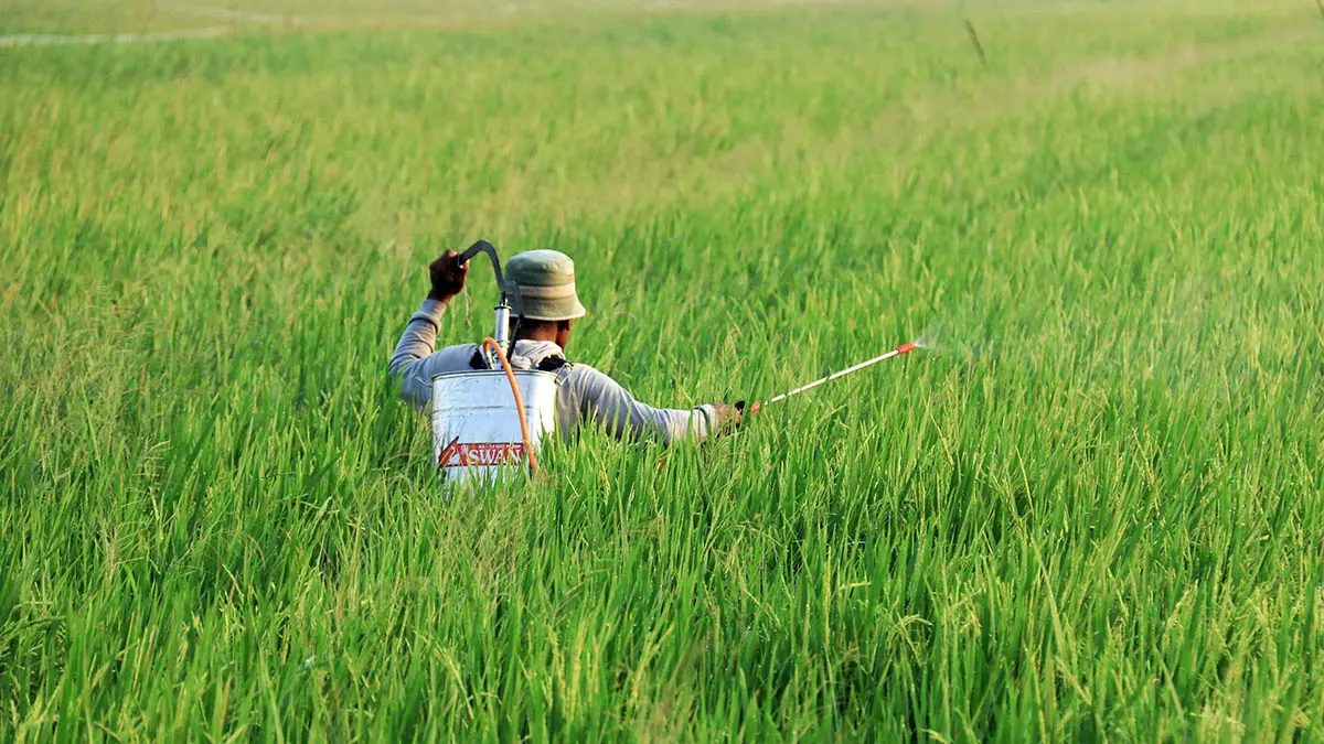 SEMPROT: Seorang petani di Kota Pasuruan saat menyemprot pestisida untuk membrangus hama yang menyerang tanaman padi. (Mokhamad Zubaidillah/Radar Bromo)