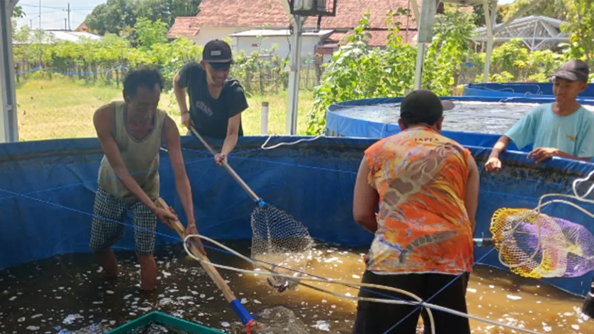 PANEN: Terlihat proses panen ikan nila di KDMP Kebonagung, Kecamatan Kraksaan beberapa waktu lalu. (Foto: Istimewa)

