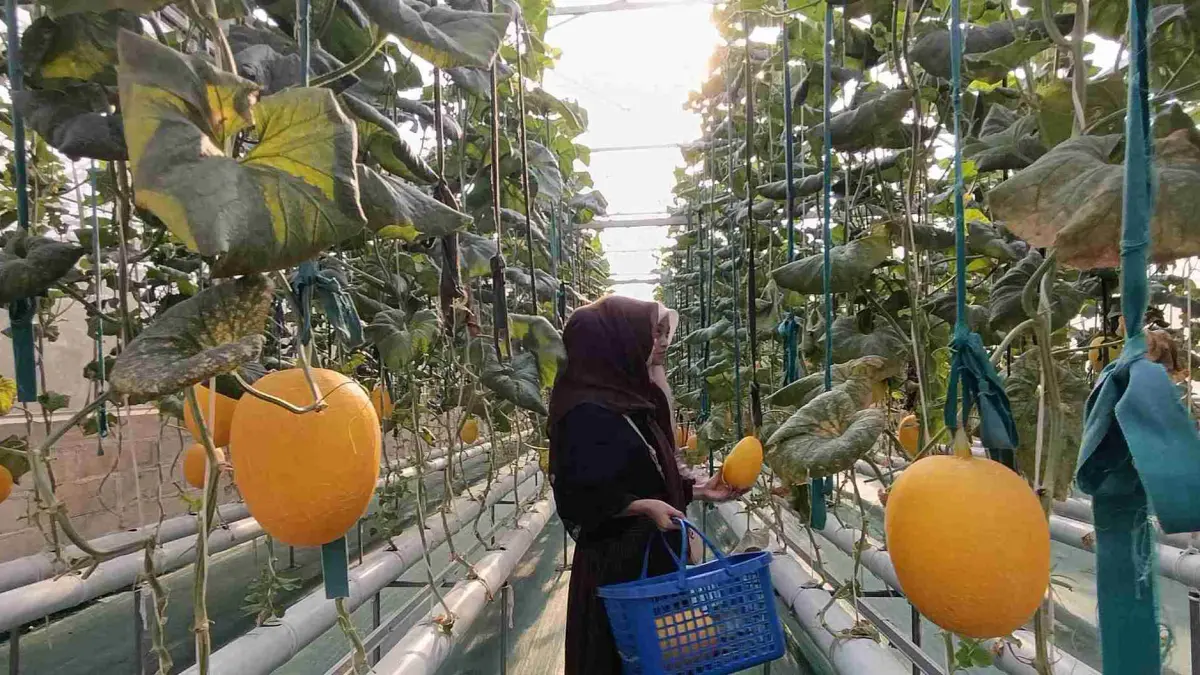 TEKNIK HIDROPONIK: Salah satu pengunjung melakukan pemetikan langsung buah melon premium di Tanjoeng Farm. (Foto: Agus Faiz Musleh/Jawa Pos Radar Bromo)