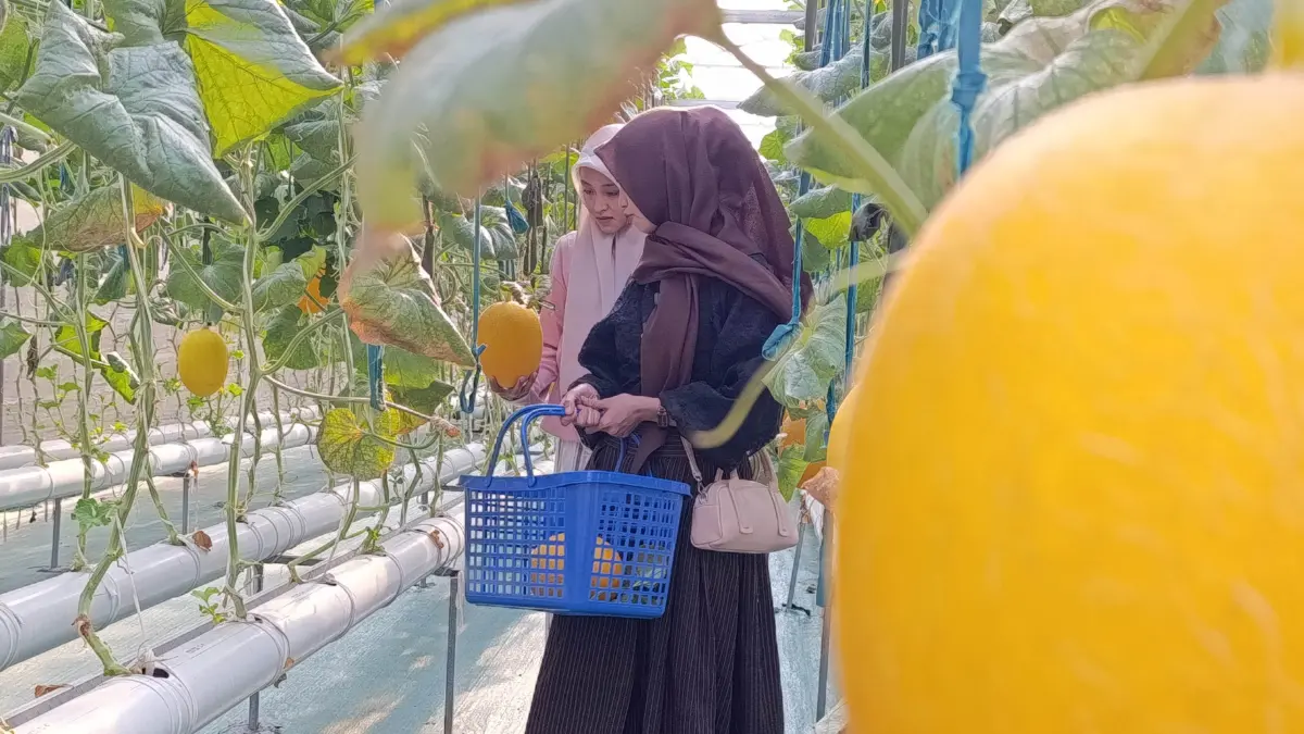 TEKNIK HIDROPONIK: Salah satu pengunjung melakukan pemetikan langsung buah melon premium di Tanjoeng Farm. (Foto: Agus Faiz Musleh/Jawa Pos Radar Bromo)