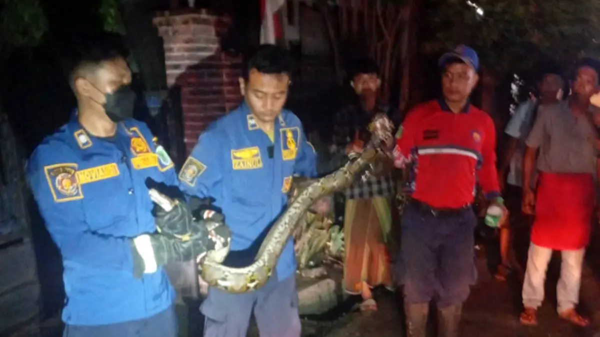 TANGKAP: Petugas Damkar saat berhasil mengamankan ular piton yang meresahkan warga. (Damkar Kabupaten Pasuruan for Radar Bromo)