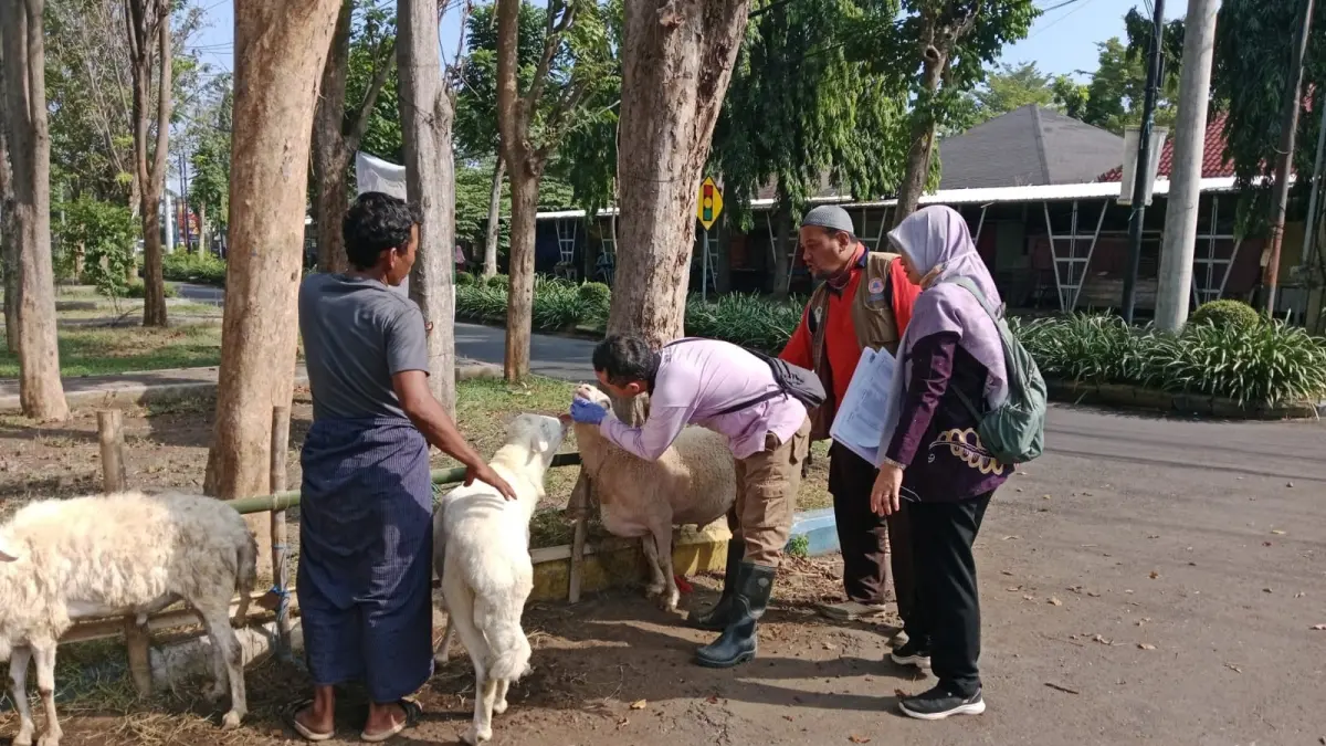 DIPERIKSA: Petugas DKPPP Kota Probolinggo, memeriksa kesehatan ternak di salah satu lapak di Kota Probolinggo. (ARIF MASHUDI/JAWA POS RADAR BROMO)