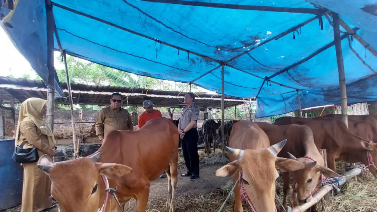 CEK LANGSUNG: Wali Kota Probolinggo Aminuddin bersama tim melihat langsung ketersediaan hewan kurban di Kota Probolinggo, Senin (25/5). (ARIF MASHUDI/JAWA POS RADAR BROMO)