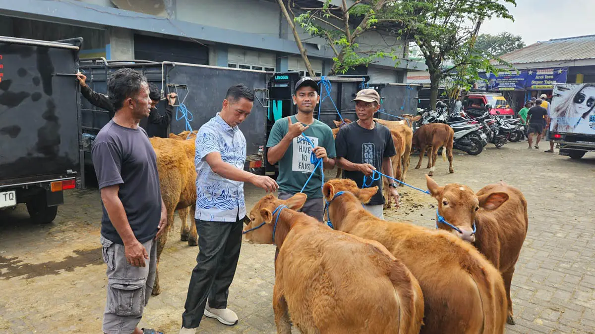 DIPANTAU: Hewan kurban yang kini banyak dijual di lapak dadakan. (Foto: M Busthomi/Jawa Pos Radar Bromo)