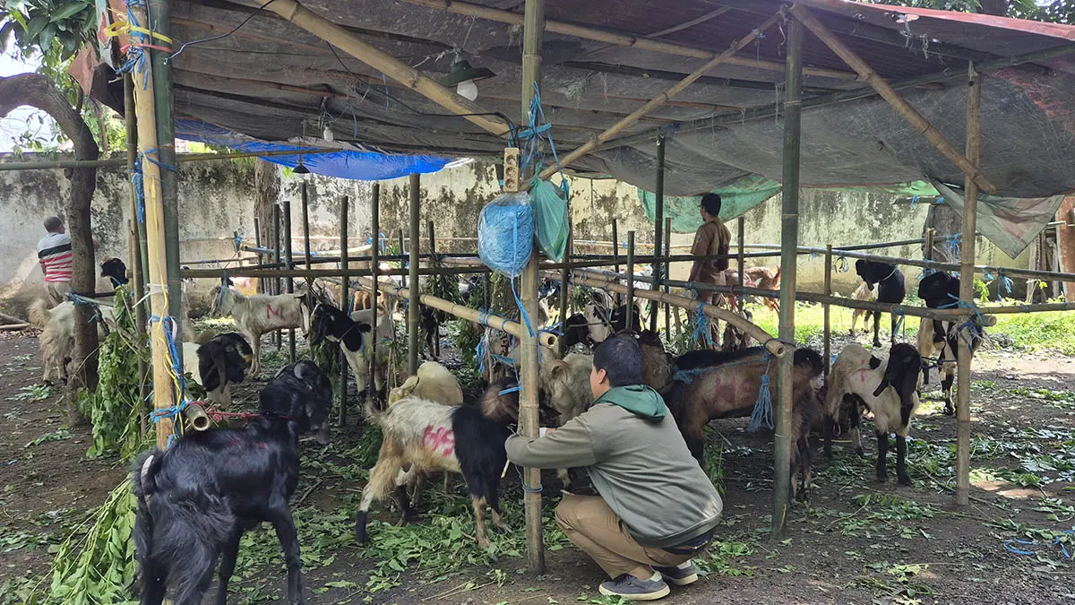 DICEK: Petugas dari bidang peternakan melakukan pemeriksaan di Kebonagung. (Foto: Fahrizal Firmani/Jawa Pos Radar Bromo)