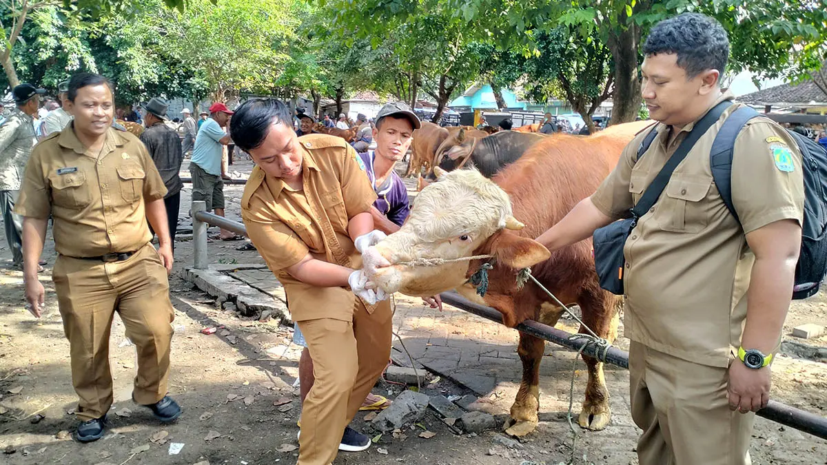 PERIKSA: Pengecekan kesehatan sapi oleh petugas Puskeswan Pandaan. Hal ini dilakukan, untuk memastikan hewan kurban yang diperjualbelikan di pasar, dalam keadaan aman. (Rizal Syatori/Radar Bromo)