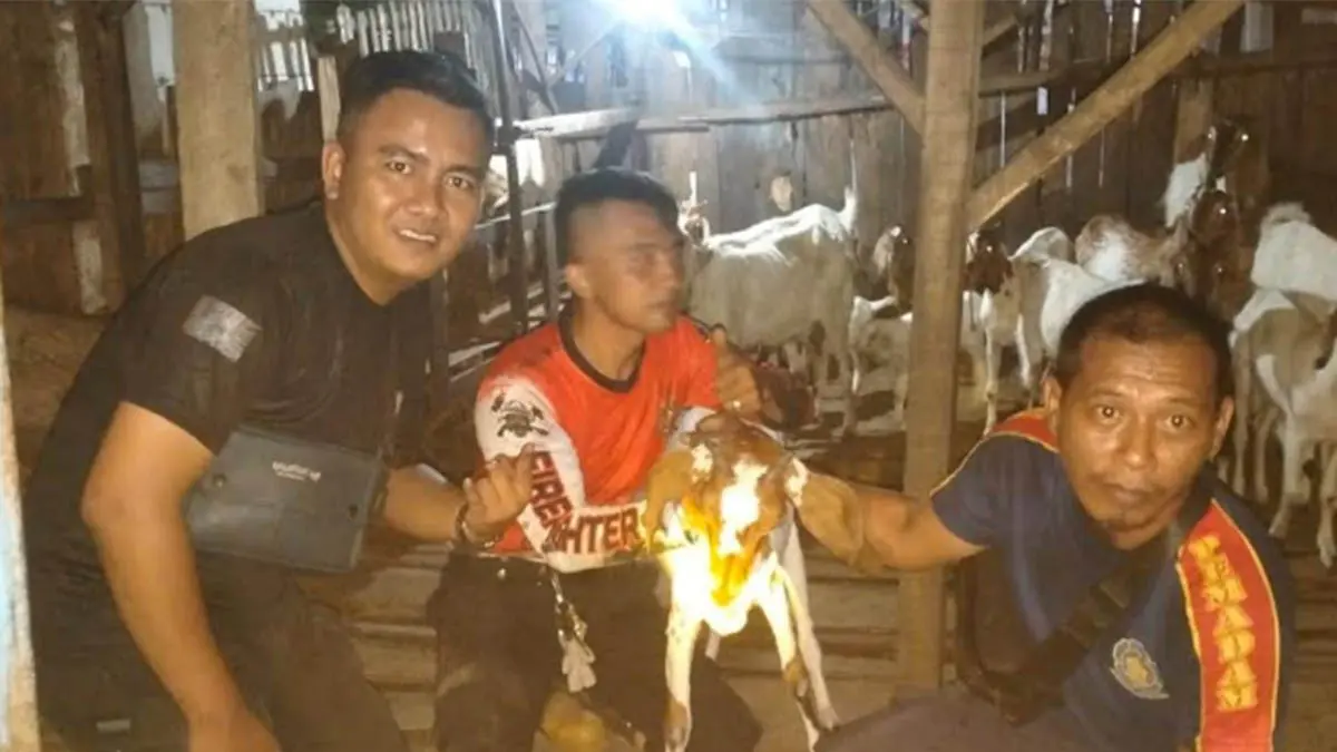 BERHASIL DIEVAKUASI: Personel damkar bersama kambing milik warga di Jalan Imam Bonjol yang sempat terjepit di sela tmbok. (Foto : BPBD Kota Pasuruan for Jawa Pos Radar Bromo)