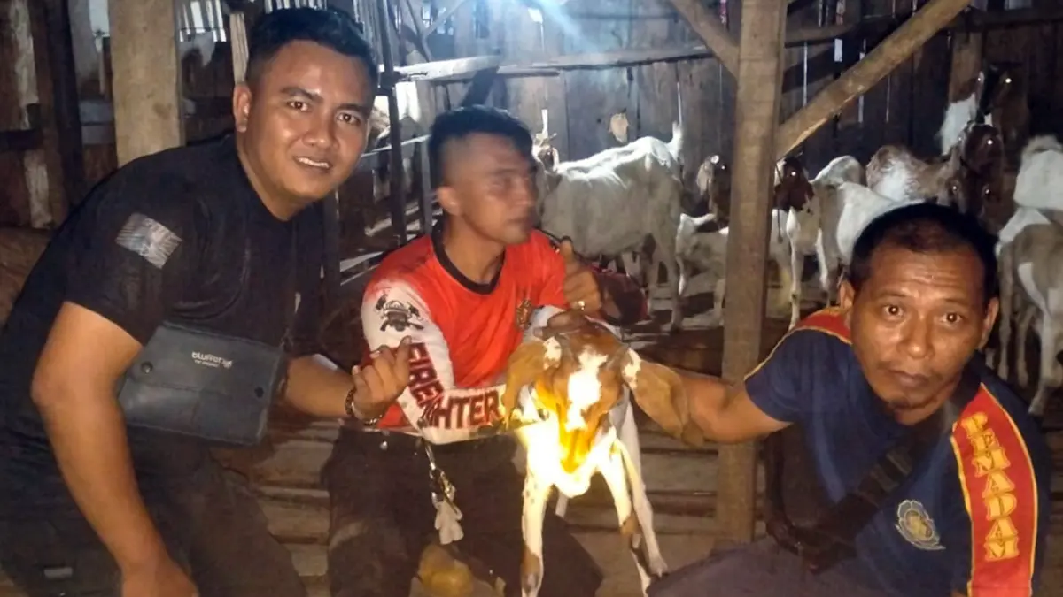 EVAKUASI: Petugas damkar saat berhasil mengevakuasi kambing yang sempat terjepit celah tembok. 