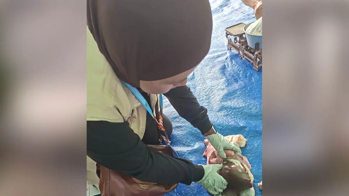 LIHAT DETAIL: Petugas paramedis kesehatan hewan melakukan pemeriksaan postmortem hewan kurban di wilayah Kecamatan Pandaan. (Foto: Istimewa)