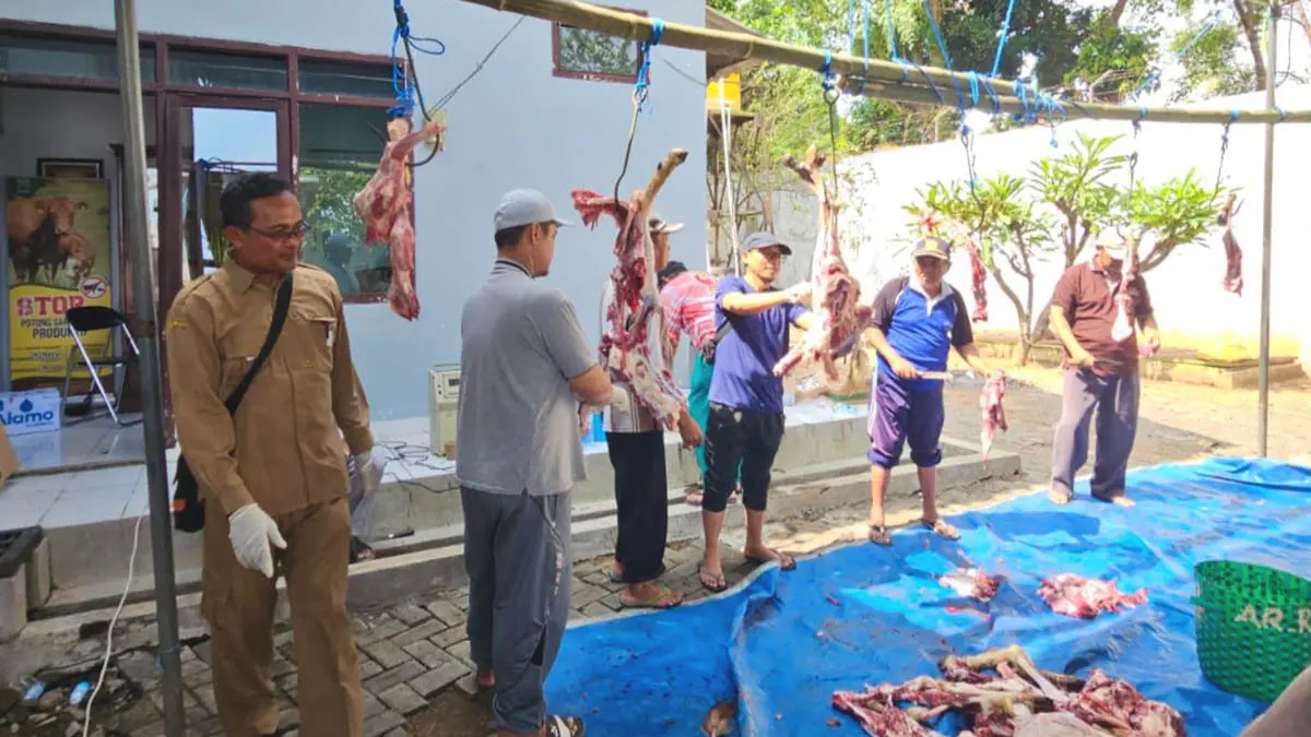 DICEK: Dinas Pertanian Kabupaten Probolinggo melakukan pengawasan dan pemeriksaan postmortem hewan kurban di Kecamatan Kraksaan. (Foto: Dinas Pertanian for Jawa Pos Radar Bromo)