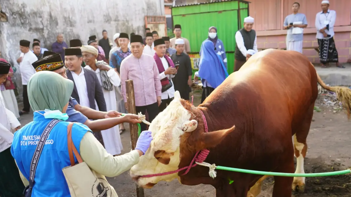 SIAP DIKURBANKAN: Seekor sapi bantuan kurban dari Presiden RI Prabomo Subianto yang diserahkan ke Takmir Masjid Ar Raudlah, Kecamatan Wonoasih. (ISTIMEWA)