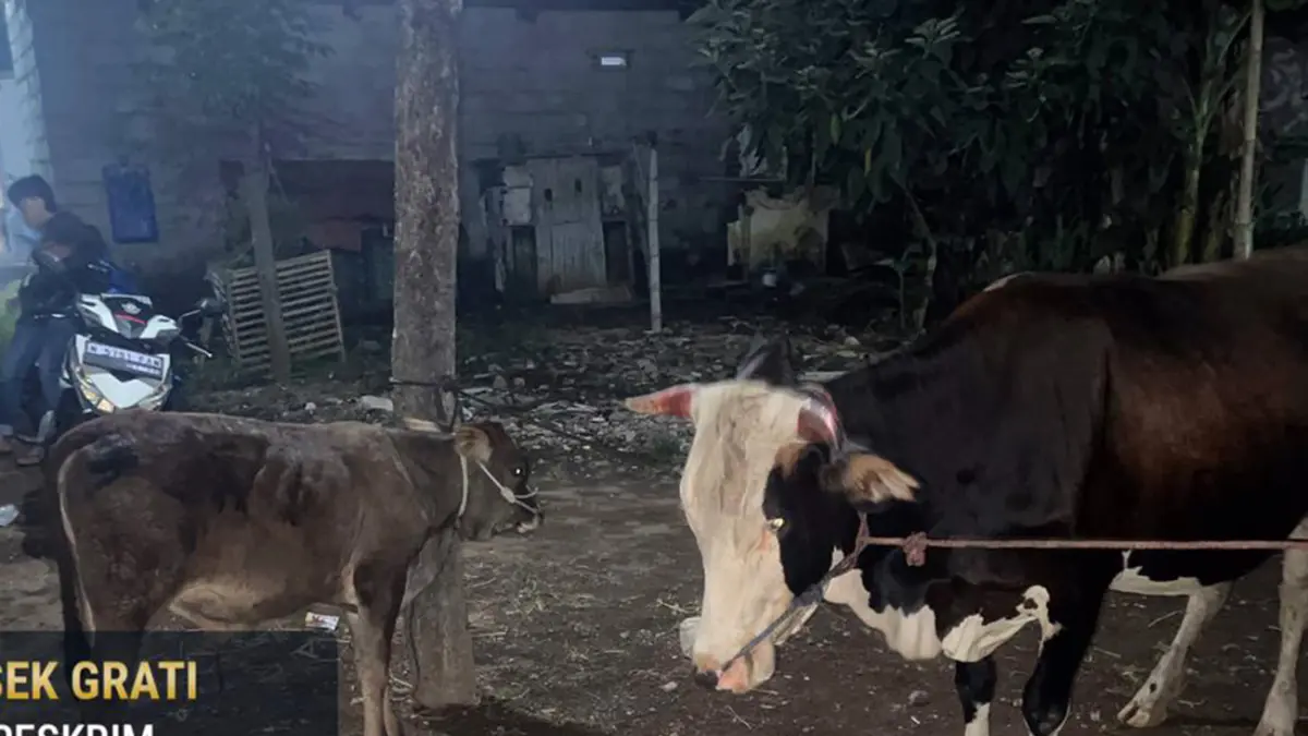 Dua sapi yang berhasil diamankan petugas setelah sempat berupaya dicuri. 