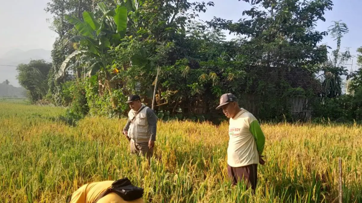 TANGKAL HAMA: Sejumlah petani di Desa Sumberkembar, Kecamatan Pakauniran, memantau tanaman padinya yang terserang wereng.&nbsp;(Istimewa)