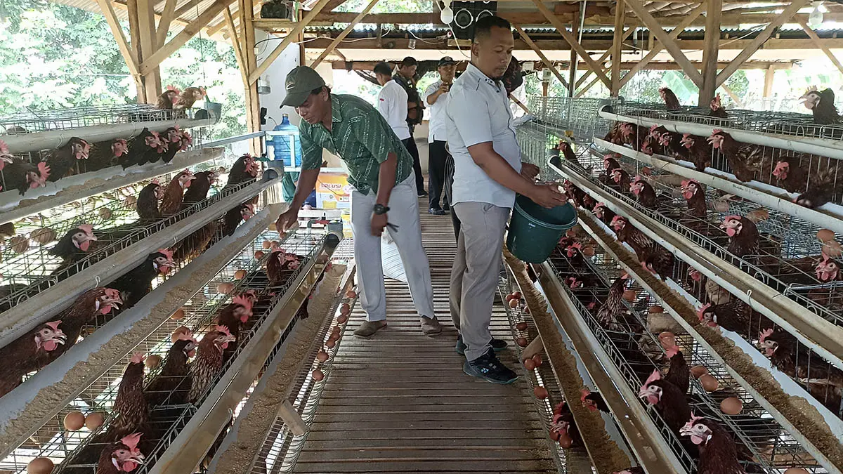 PANEN TELUR: Peternakan ayam petelur yang dikelola BUMDes Kerpangan, sejauh ini menghasilkan 445 butir telur per hari. (Foto: Jamaluddin/Jawa Pos Radar Bromo)