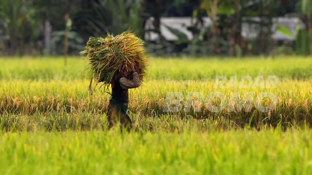 PANEN: Seorang petani menanen padi di lahan pertanian wilayah Kota Pasuruan. (M. ZUBAIDILLAH JAWA POS RADAR BROMO)