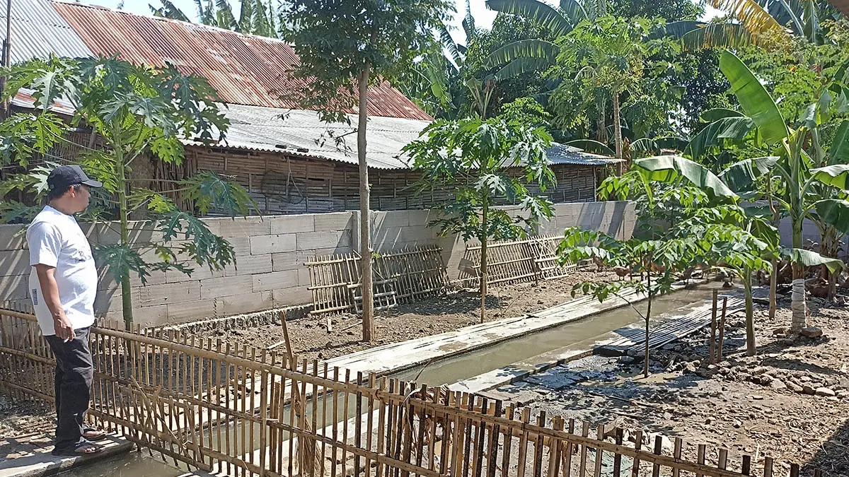 PETERNAKAN: Kepala Desa Clarak, Kecamatan Leces Imam Hidayat melihat kondisi bebek yang sedang berjemur di peternakannya. (Foto Jamaludin/Jawa Pos Radar Bromo)