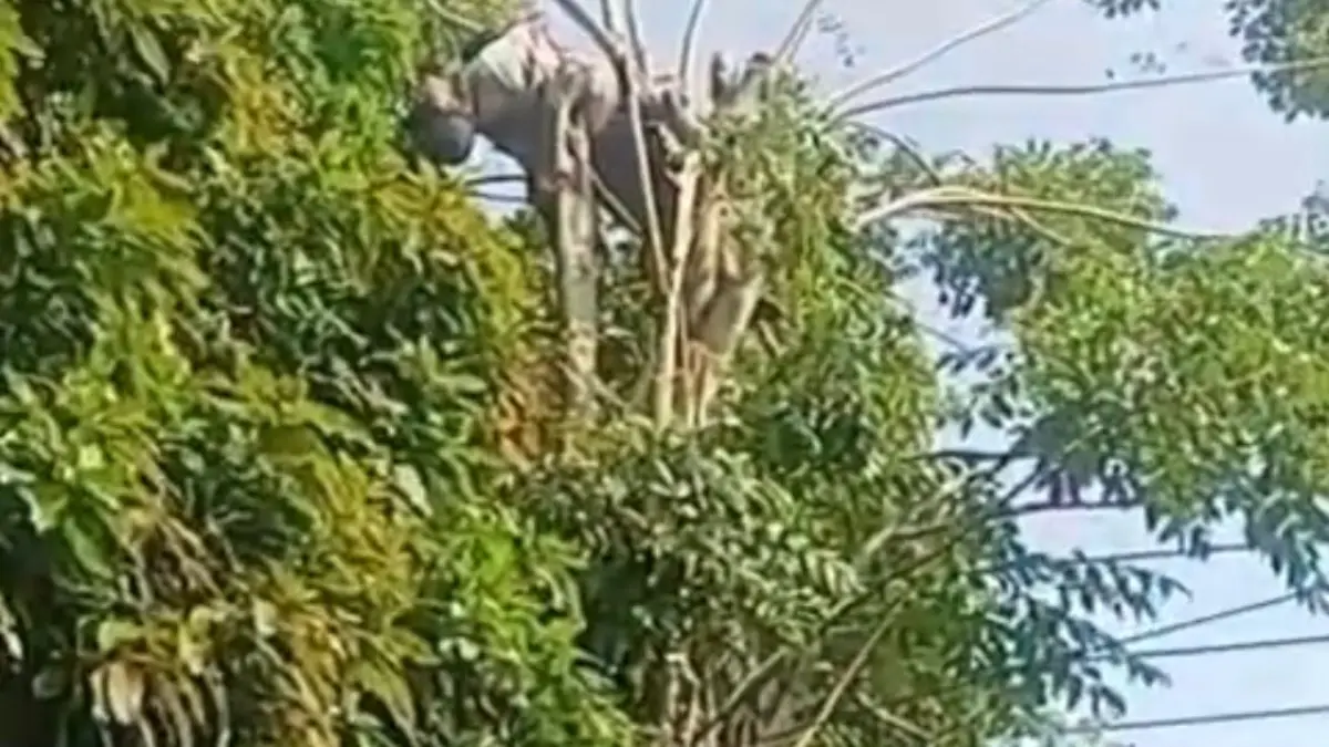 LEMAS: Sudaryono alias Buarto tersengat listrik ketika mencari pakan ternak di Desa Ambulu, Kecamatan Sumberasih, Rabu (3/6).&nbsp;(ISTIMEWA)
