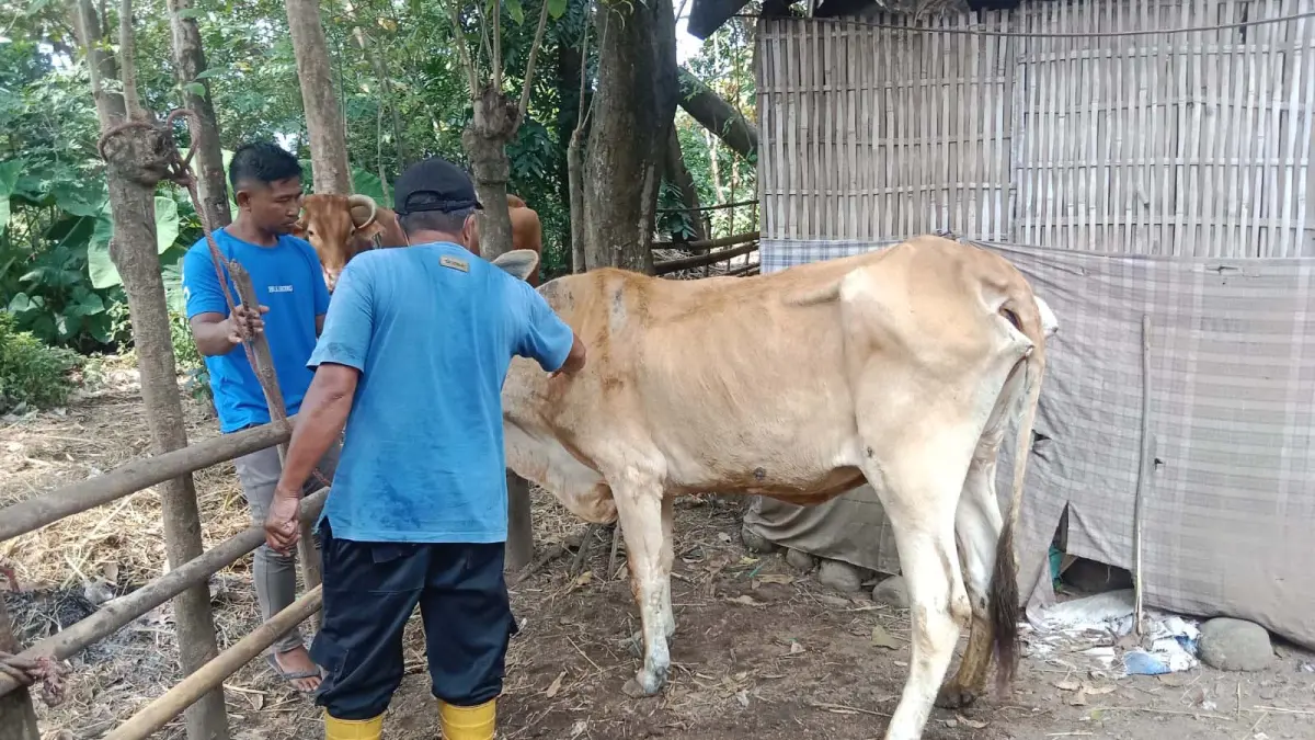 SUMBER PAD: Pengurus BUMDes Bina Sejahtera Desa Gunungan Lor, merawat sapi yang dibudi daya dengan program kemitraan dengan petani dan peternak setempat. 