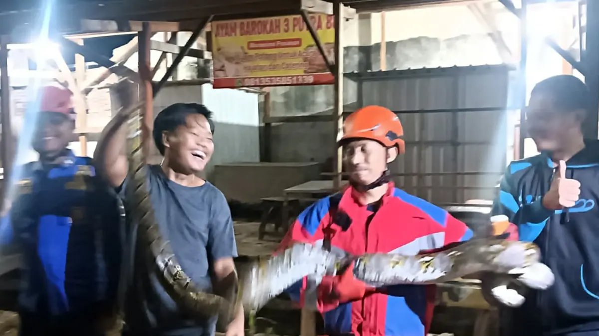 EVAKUASI: Tim Damkar Satpol PP Kota Probolinggo mengevakuasi ular piton di Kelurahan Pilang, Kecamatan Kademangan, Minggu (7/6) dini hari.