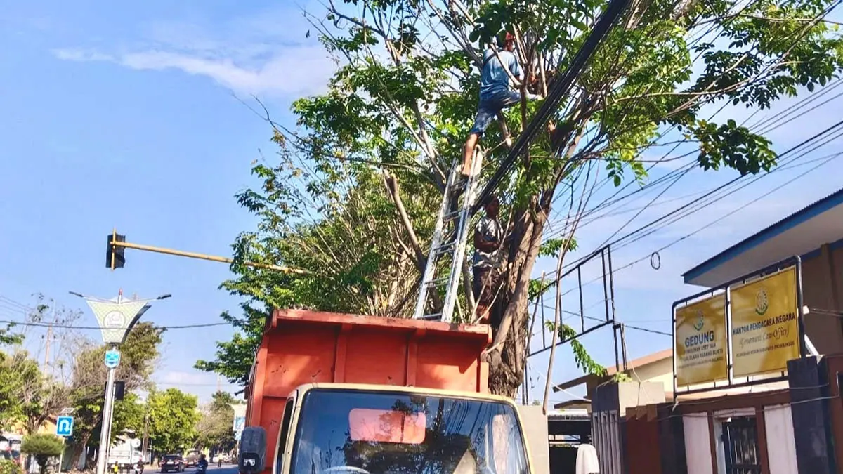 RAWAN TUMBANG: Petugas DLH memangkas dahan pohon di ruas jalan Panglima Sudirman, Kecamatan Kraksaan. (Foto : Achmad Arianto/Jawa Pos Radar Bromo)