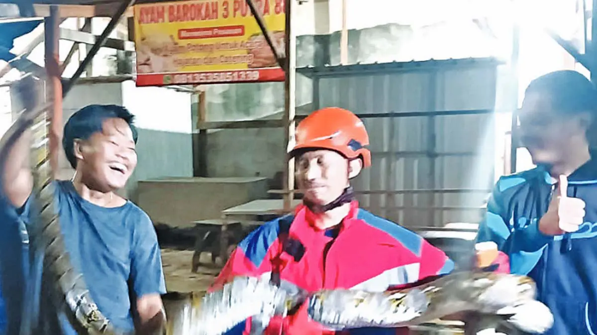 EVAKUASI: Tim Damkar Satpol PP Kota Probolinggo mengevakuasi ular piton di Kelurahan Pilang, Kecamatan Kademangan, Minggu (7/6) dini hari.&nbsp;(DAMKAR SATPOL PP KOTA PROBOLINGGO FOR JAWA POS RADAR BROMO)