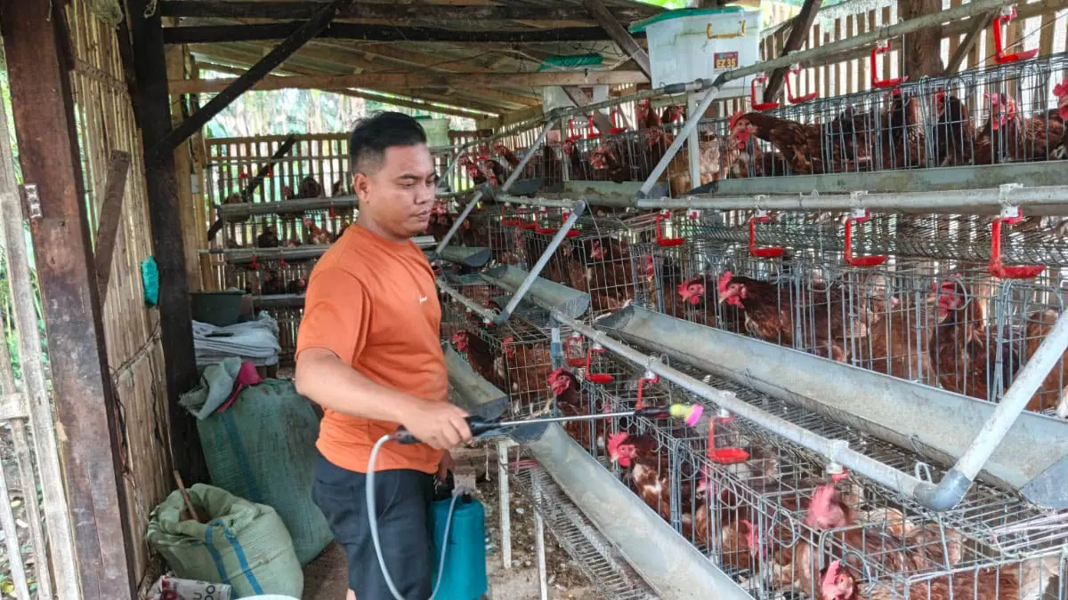 MAKIN MAJU: Ketua BUMDes Tanjungsari Akhmad Muzzamil mengecek perkembangan ayam petelur di salah satu kandang. (Foto: Didik Purwanto/Jawa Pos Radar Bromo) 