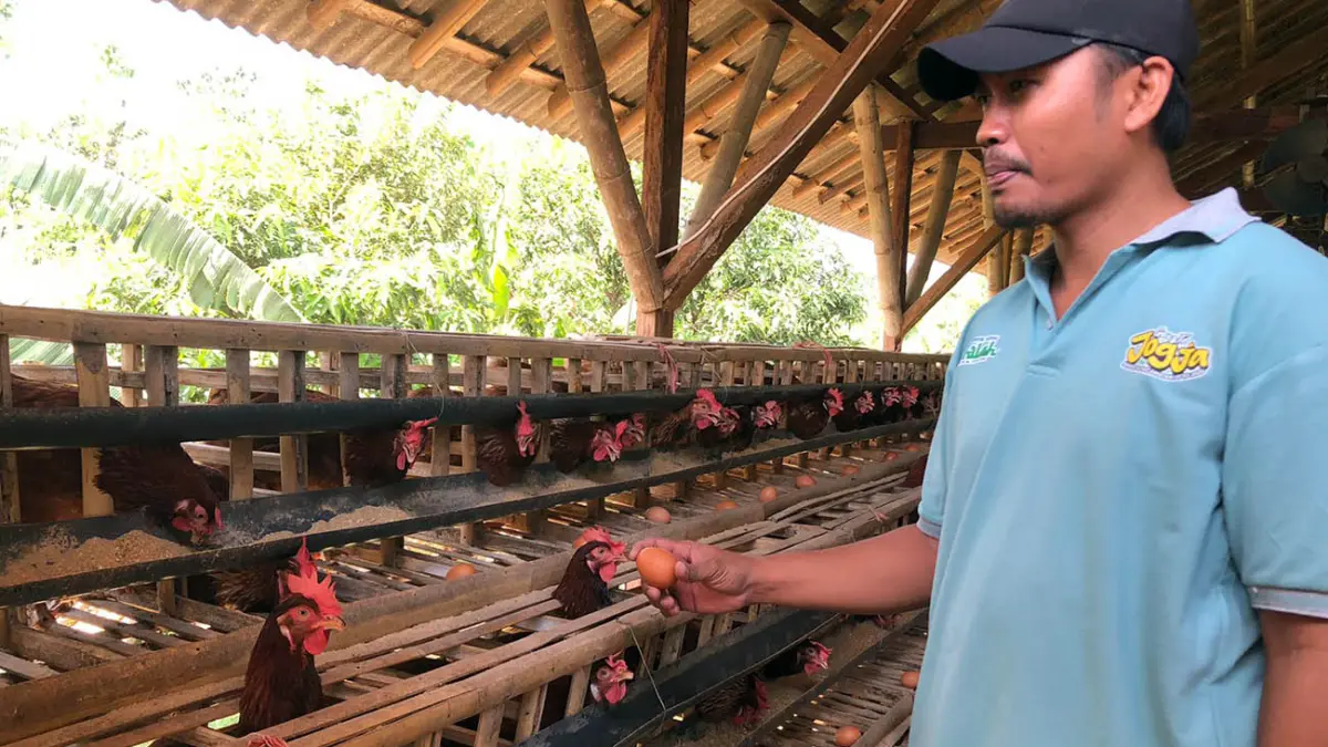 TERNAK: Salah satu pengurus peternakan ayam petelur asal Desa Tigasan Kulon, Kecamatan Leces, Sunan Saifurrahman, 38, menunjukkan hasil telur dari peternakannya (Inneke Agustin/ Radar Bromo)