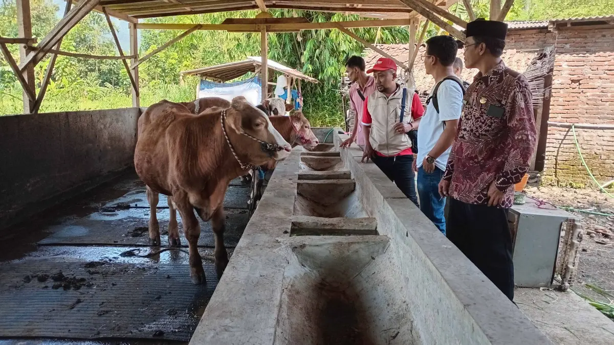 KETAHANAN PANGAN: Kepala Desa Alaspandan Hidayatullah (kanan) memantau sapi yang menjadi peliharaan BUMDes Pandan Wangi dalam usaha penggemukan. (DIDIK PURWANTO/JAWA POS RADAR BROMO)