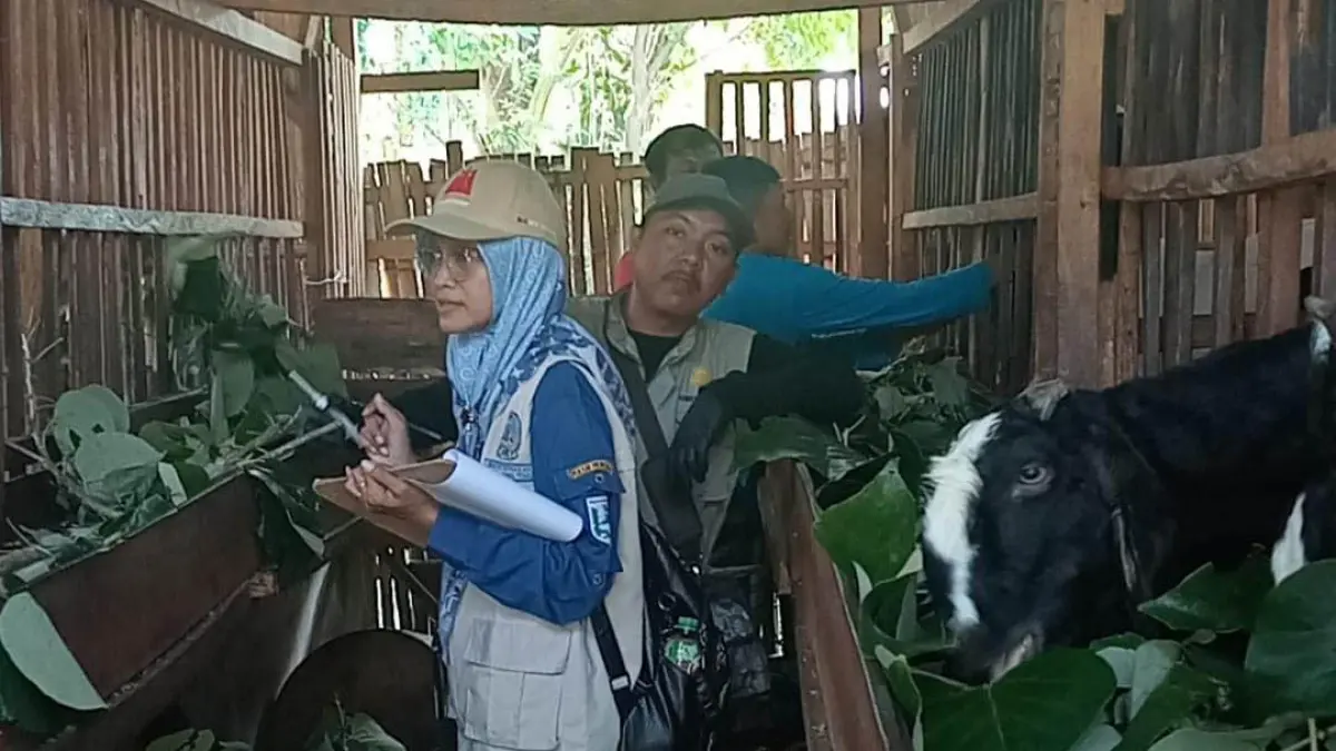 Petugas memantau kondisi ternak milik warga Kabupaten Probolinggo. (Foto: dok Jawa Pos Radar Bromo)