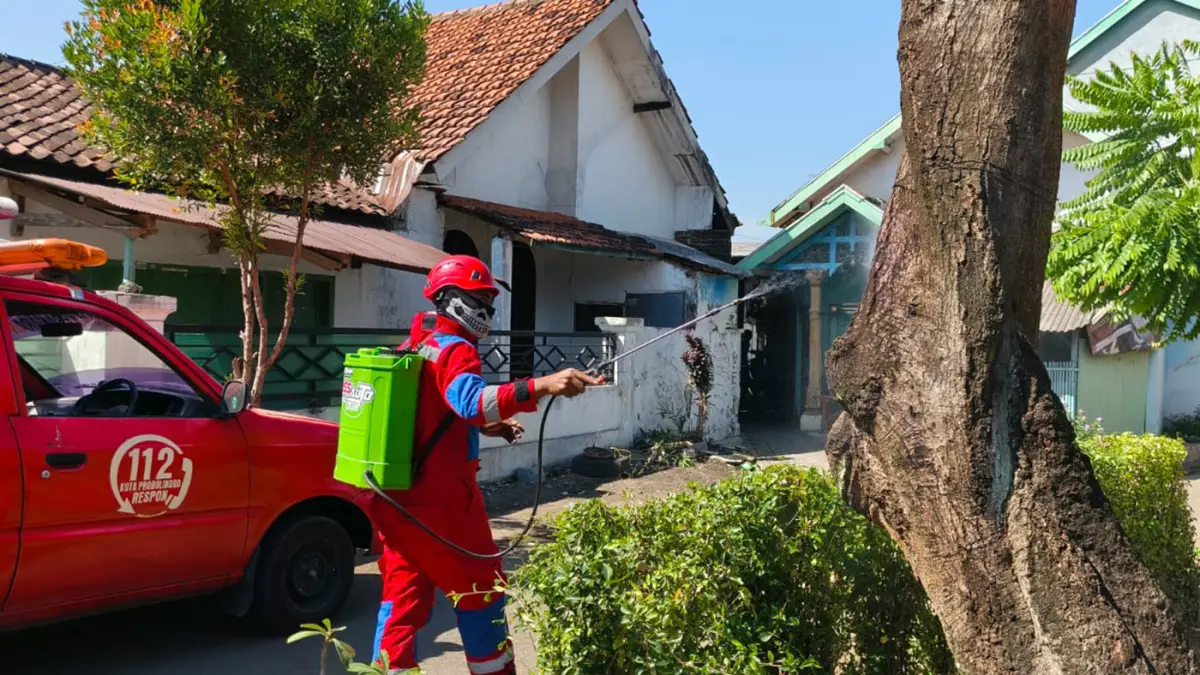 SEMPROT: Petugas Damkar Satpol PP Kota Probolinggo menyemprotkan insektisida pada pohon mangga yang dipenuhi ulat bulu di Kelurahan Jrebeng Kidul, Wonoasih, Kota Probolinggo. 