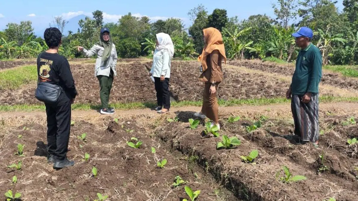 MONITORING: Petugas dari Dinas Pertanian saat berada di lahan Poktan Sumber Abadi Desa Rawan Kecamatan Krejengan. (Foto: Istimewa)