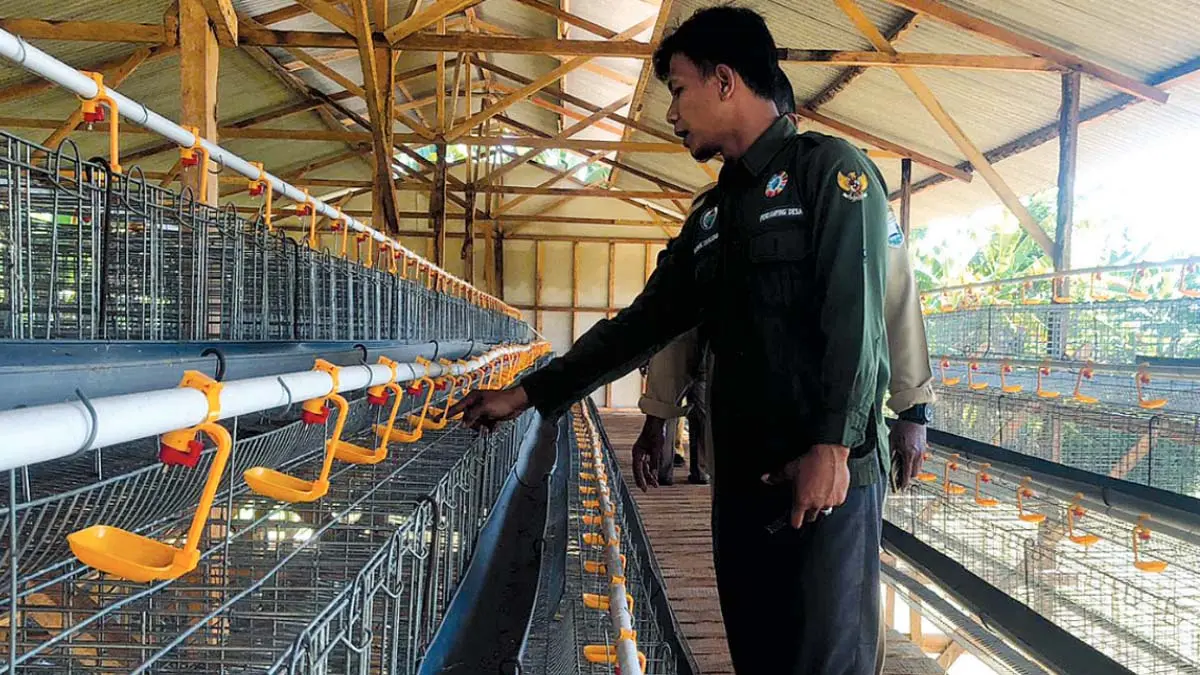 SUMBER PAD: Pendamping Teknik Desa Kecamatan Leces Ahmad Faisol Tanjung memantau peternakan ayam petelur di Dusun Krajan, Desa/Kecamatan Leces.