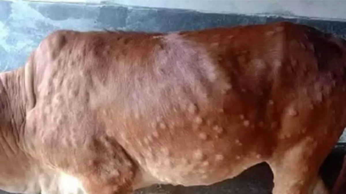 ILUSTRASI Lumpy Skin Disease