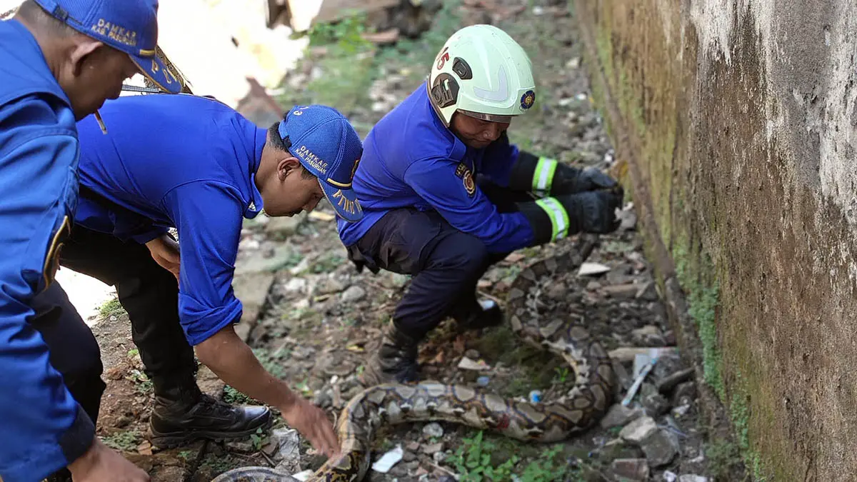 DIAMANKAN: Tim Damkar saat mengamankan ular sanca sepanjang 3 meter yang berada di permukiman warga. (Damkar for Radar Bromo)