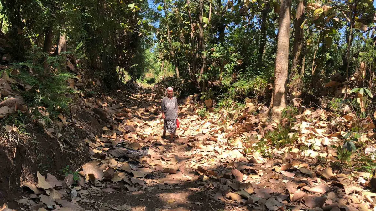 AKSES: Seorang warga Desa Malasan Kulon, melintas di jalan baru yang menjadi jalur alternatif ke permukiman dan area perkebunan tebu.