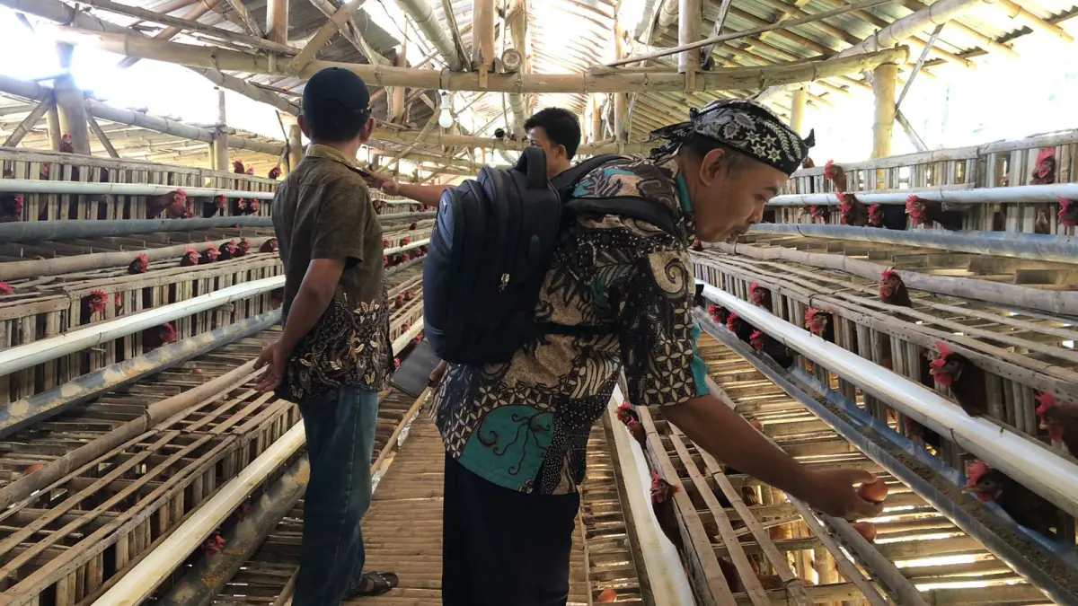 PRODUKTIF: Pendamping Lokal Desa Hel Abdul Rozaq mengecek telur hasil peternakan ayam petelur di Desa Tigasan Wetan, Kecamatan Leces.