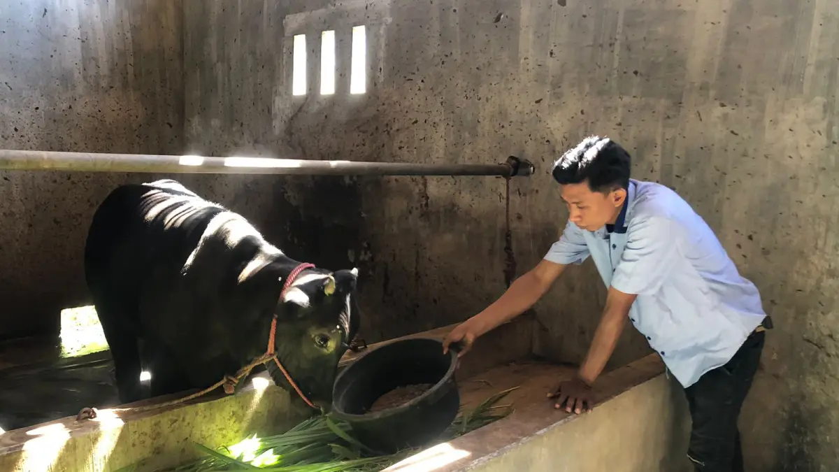 SEHAT: Ketua BUMDes Malasan Kulon Alimin memberi makan sapi Belgian Blue di kandang. (INNEKE AGUSTIN/JAWA POS RADAR BROMO)
