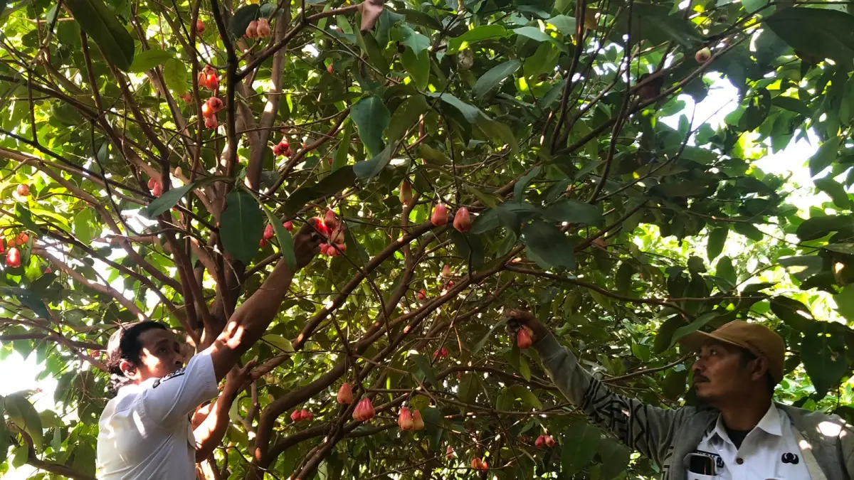 KETAHANAN PANGAN: Kasi Pelayanan Desa Pohsangit Lor Nemoh (kanan) bersama Kepala Dusun Kolor Abdur Rohman memetik buah Jambu Air Citra di Dusun Kolor, Desa Pohsangit Lor.